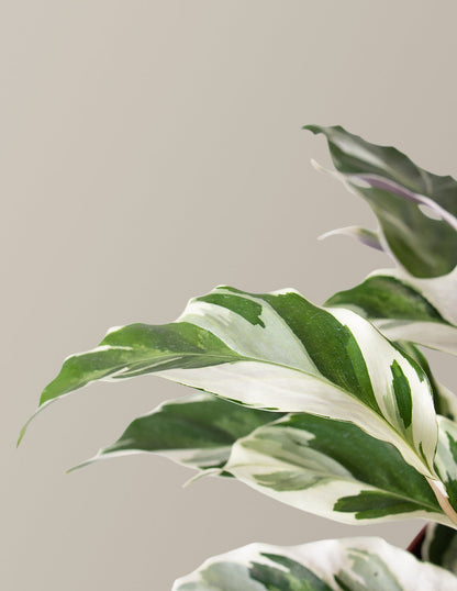  Calathea White Fusion