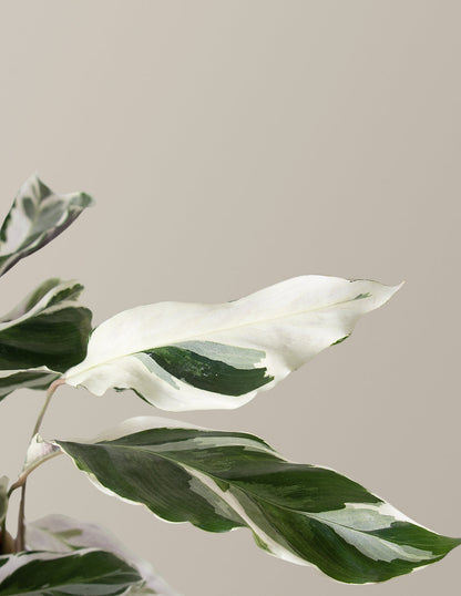  Calathea White Fusion