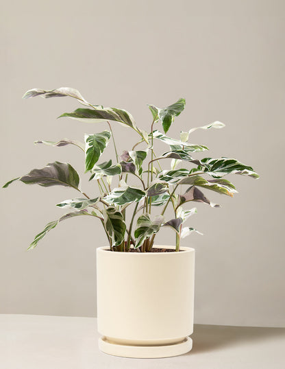  Calathea White Fusion