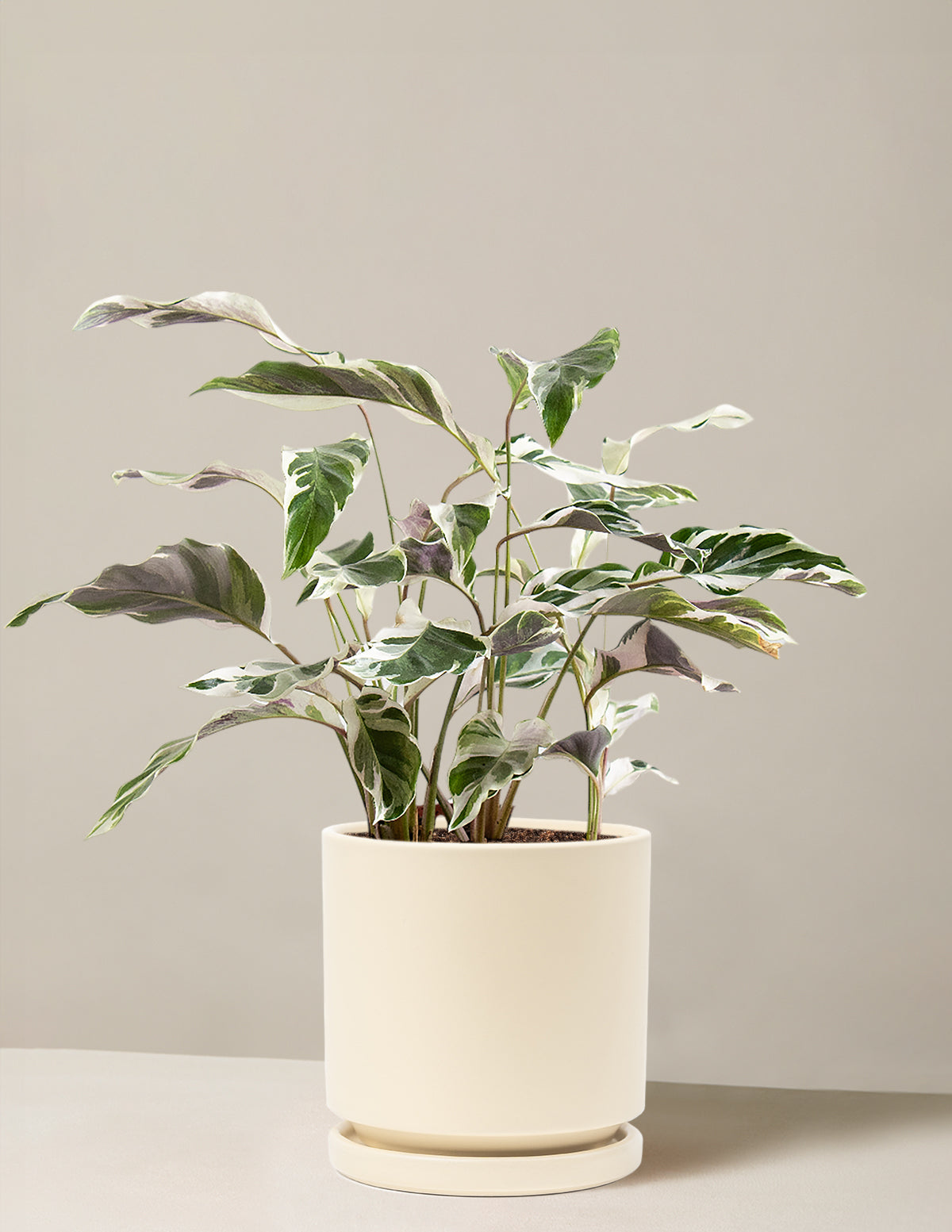  Calathea White Fusion