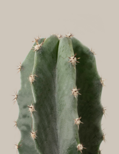  Large Peruvian Apple Cactus