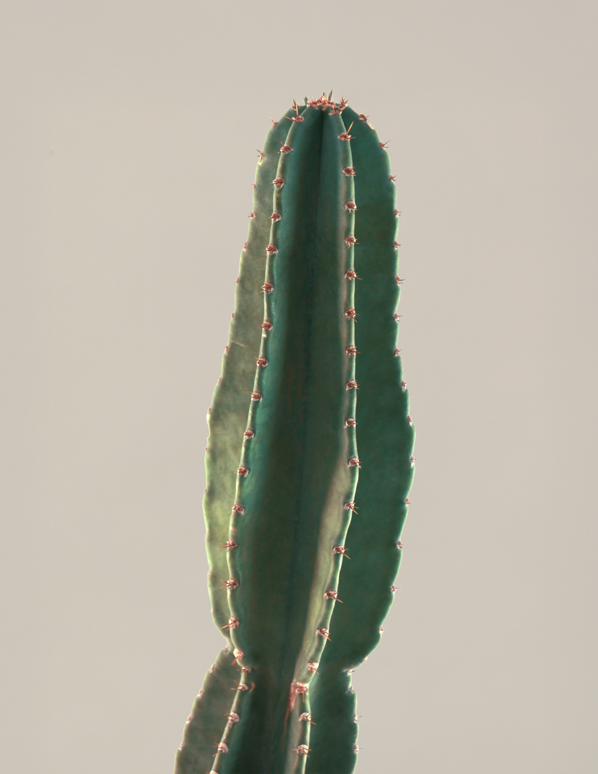  Large Peruvian Apple Cactus