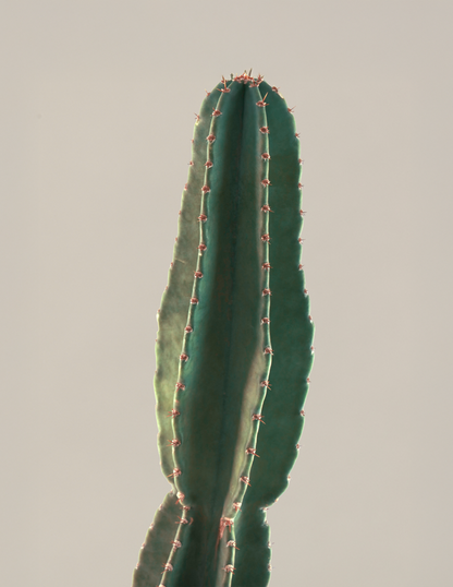  Large Peruvian Apple Cactus