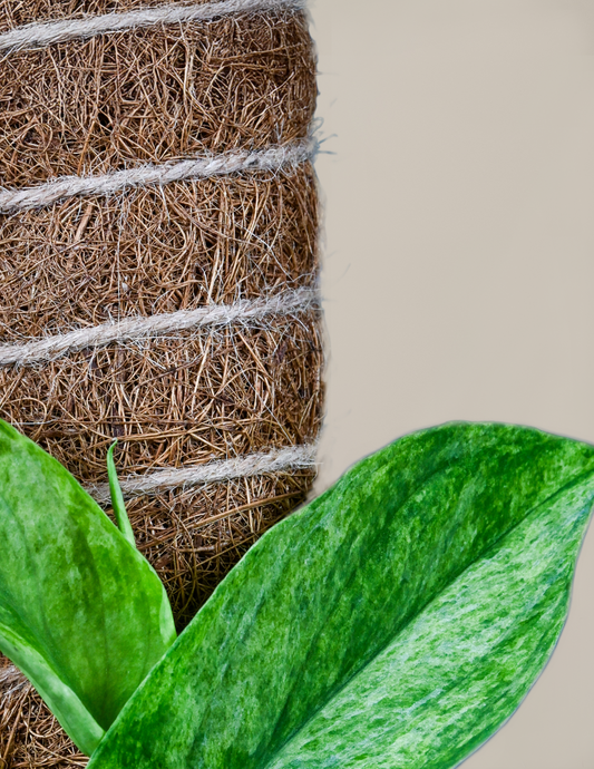  Coco Coir Pole