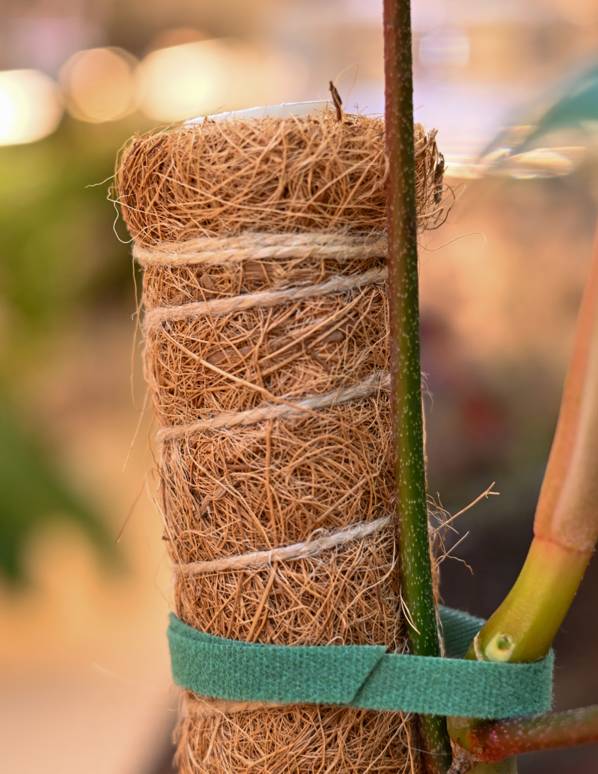  Coco Coir Pole