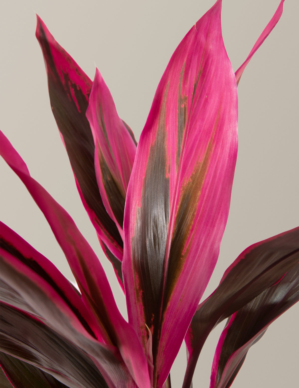  Large Cordyline Red Sister