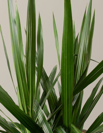  Large Dracaena Tarzan