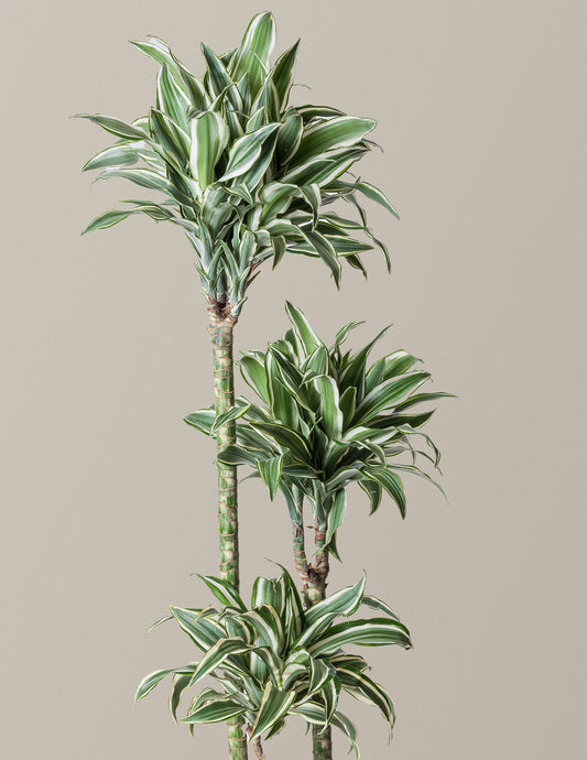  Large Dracaena Warneckii White Jewel