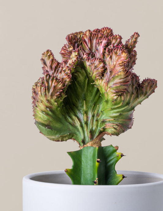  Euphorbia Lactea Crested 'Mermaid Tail'