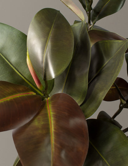  Faux Rubber Tree