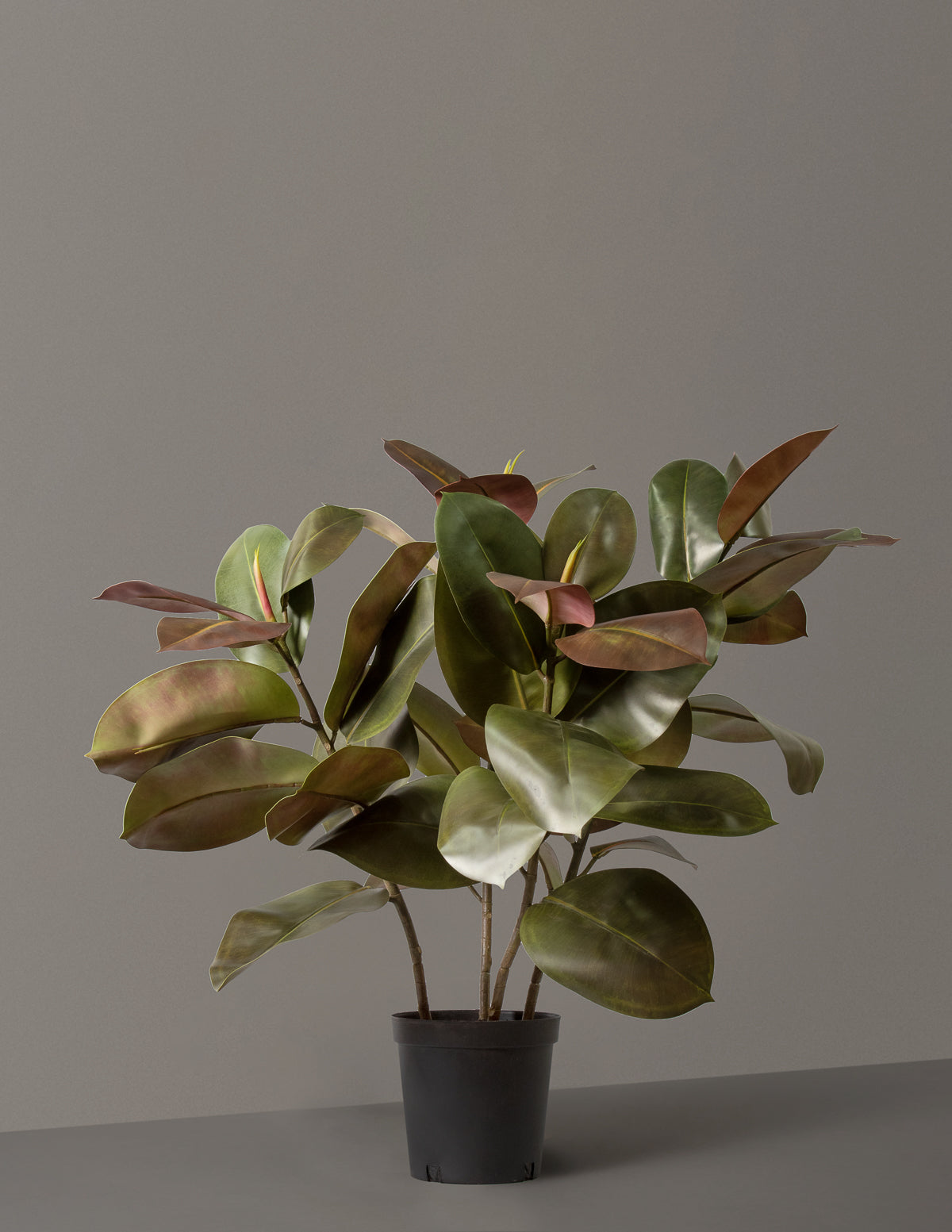  Faux Rubber Tree