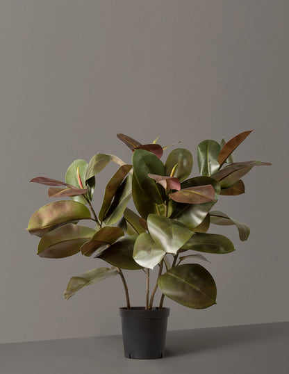  Faux Rubber Tree