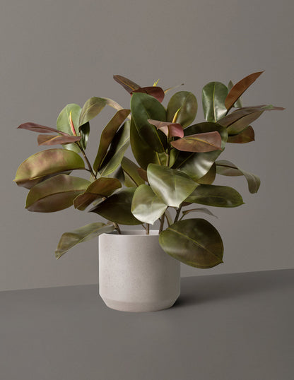  Faux Rubber Tree