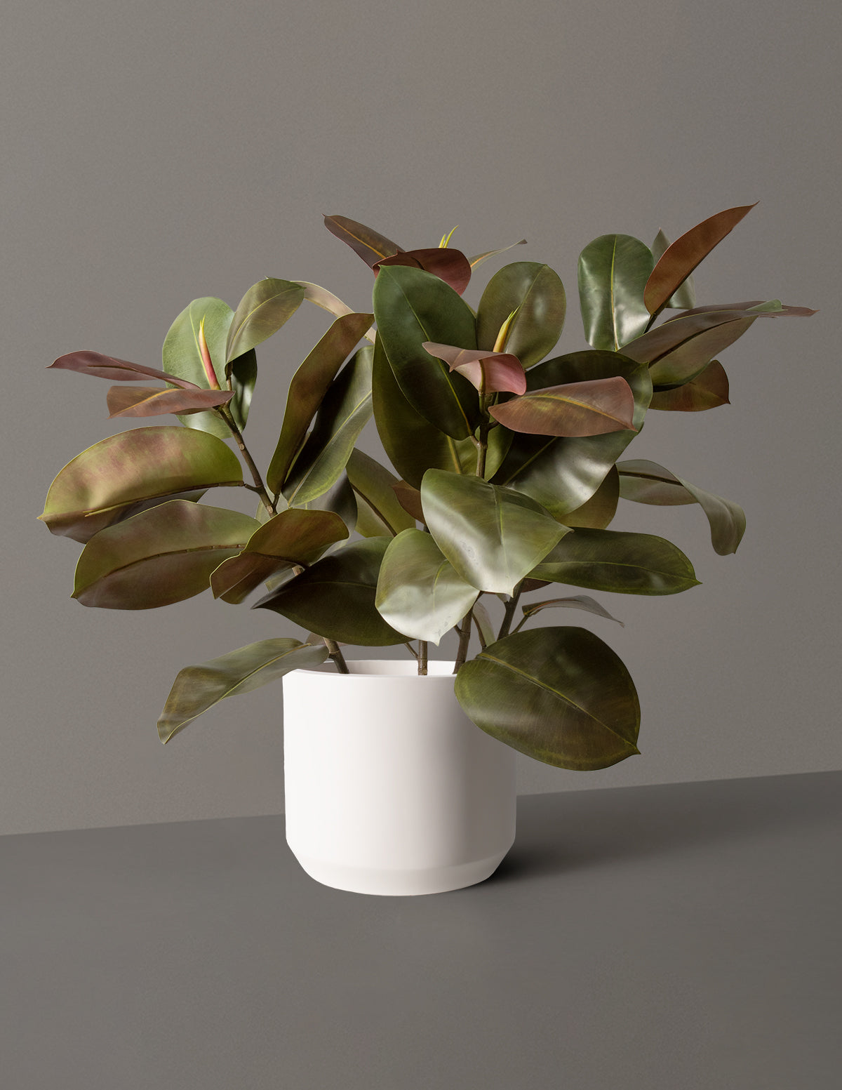  Faux Rubber Tree