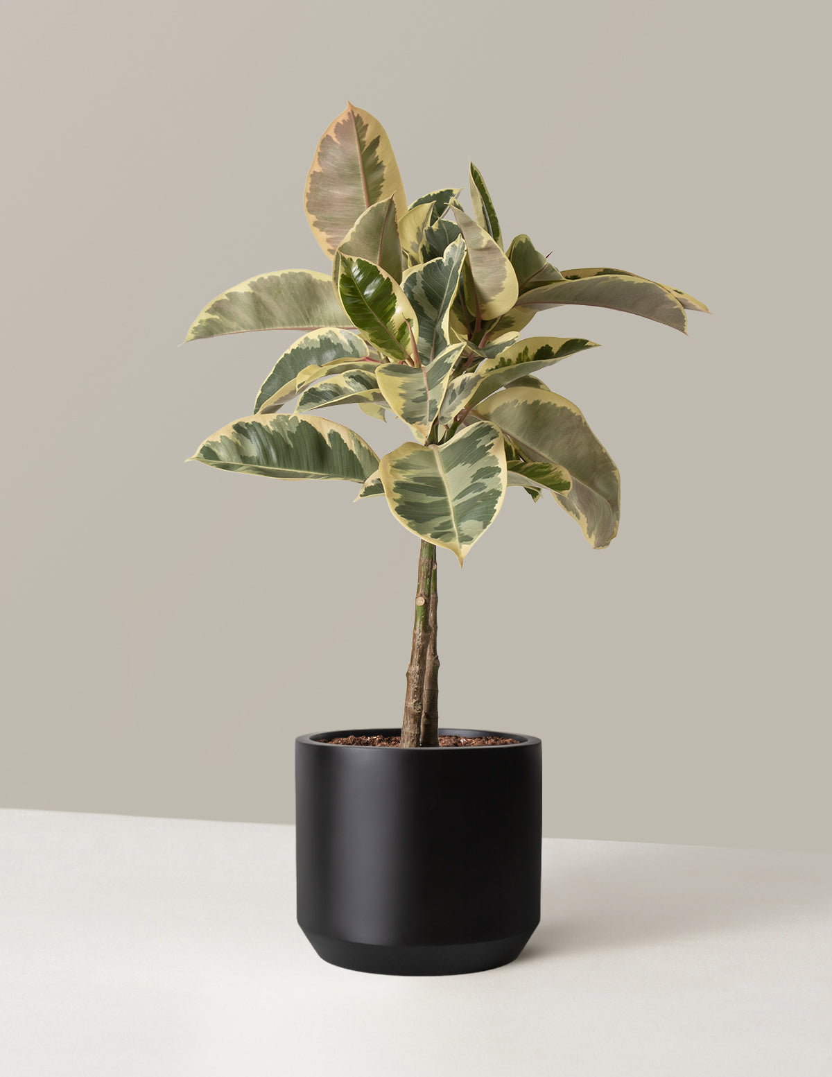 Large Ficus Tineke Tree