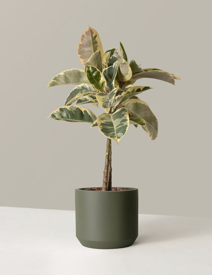  Large Ficus Tineke Tree