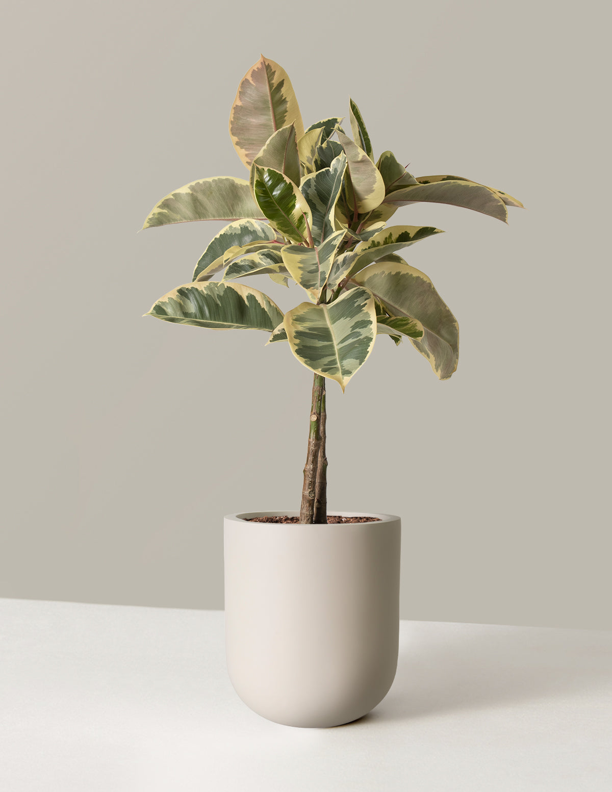  Large Ficus Tineke Tree