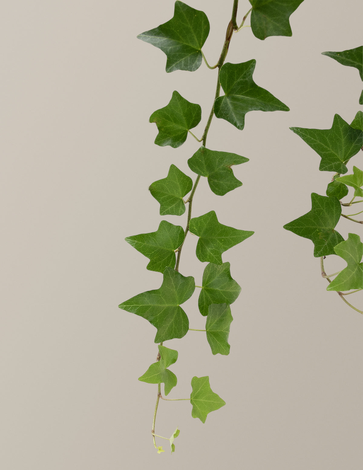 English Ivy Hanging Basket