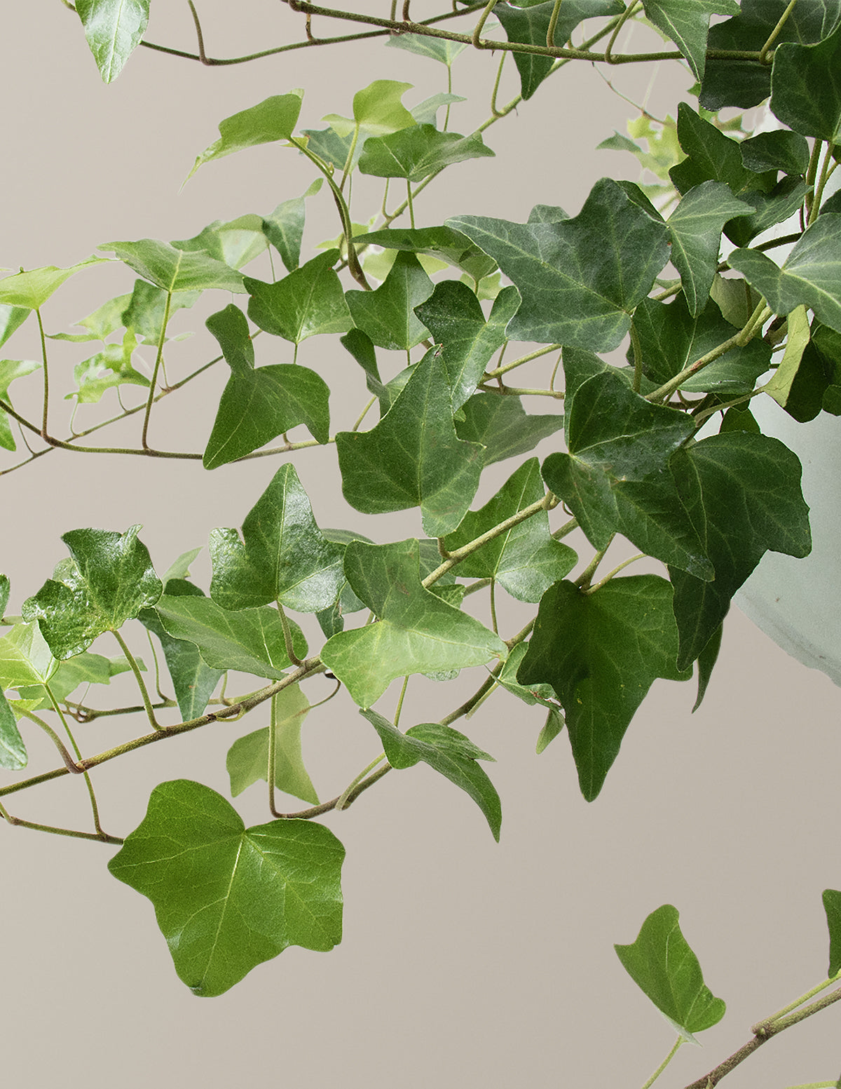  English Ivy Hanging Basket
