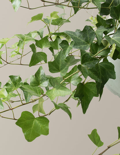  English Ivy Hanging Basket