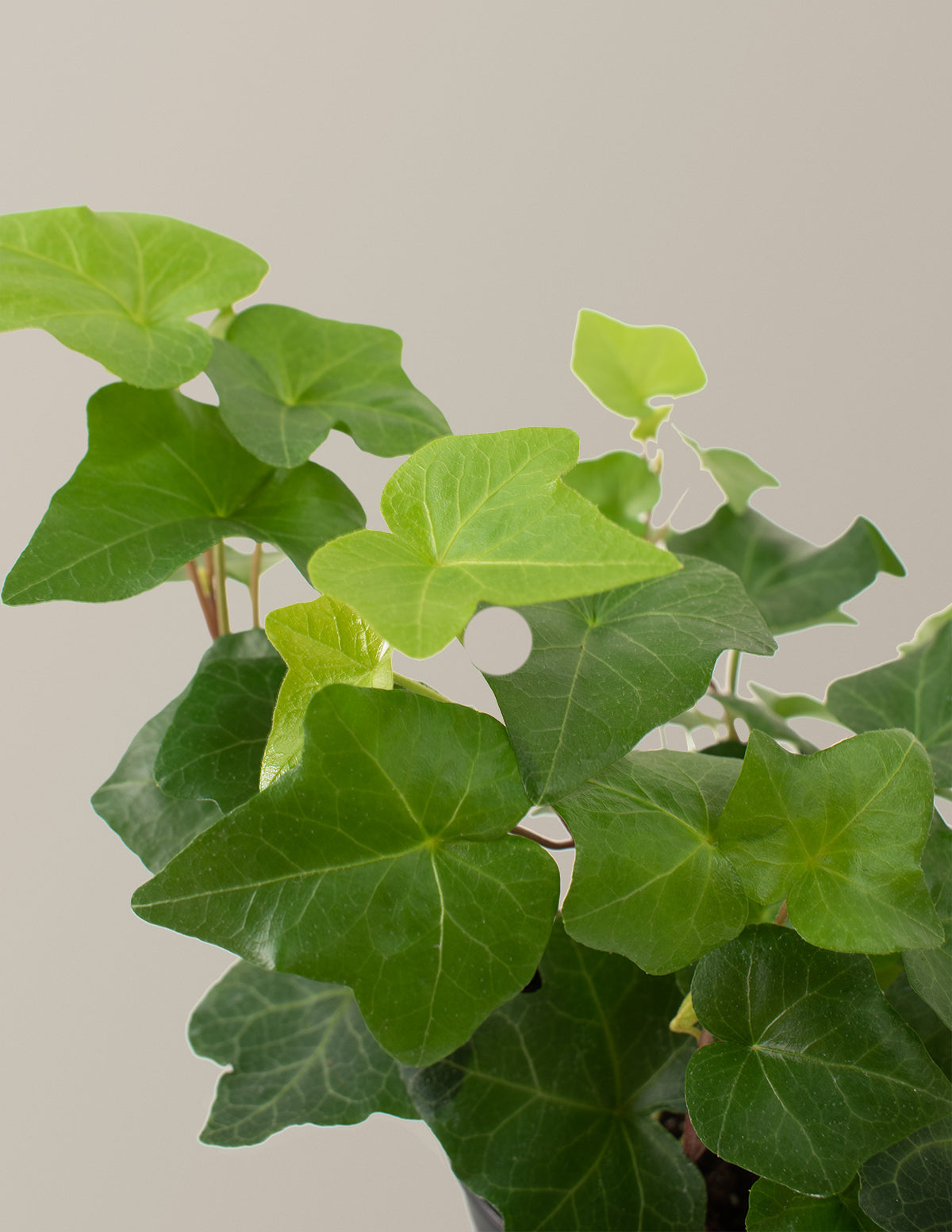  English Ivy Hanging Basket