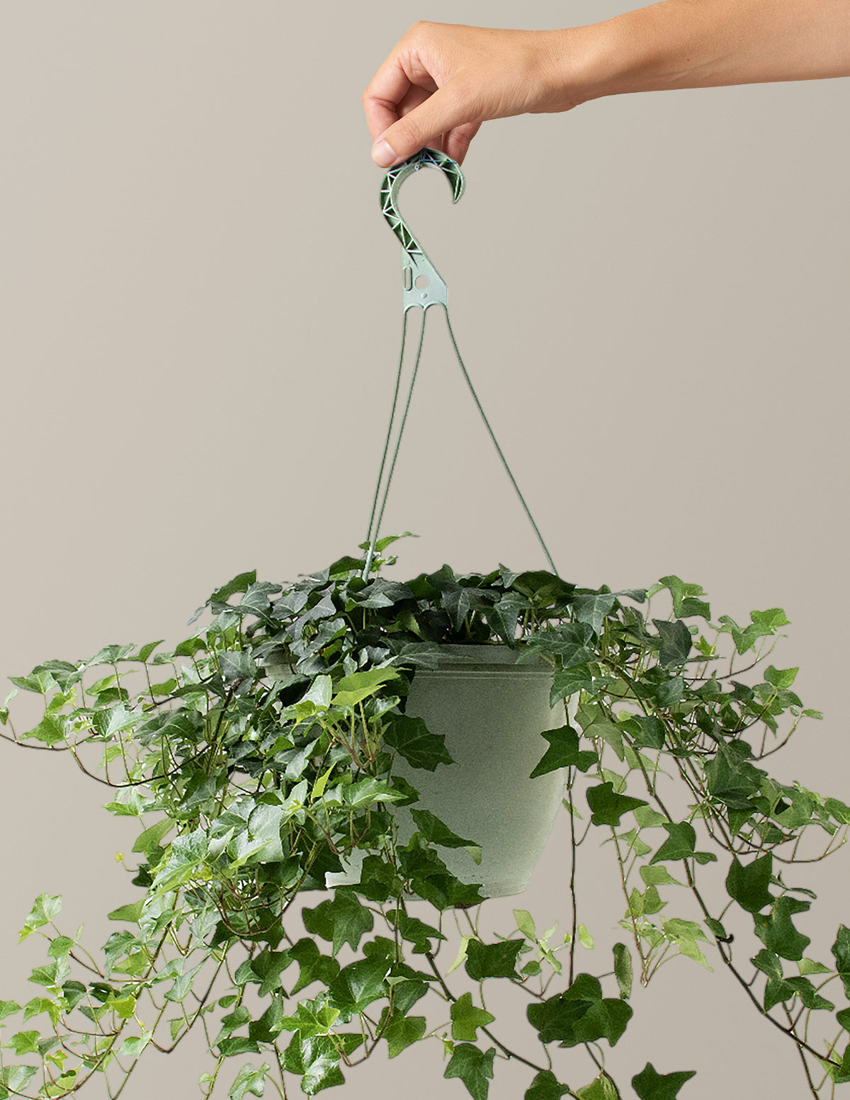  English Ivy Hanging Basket