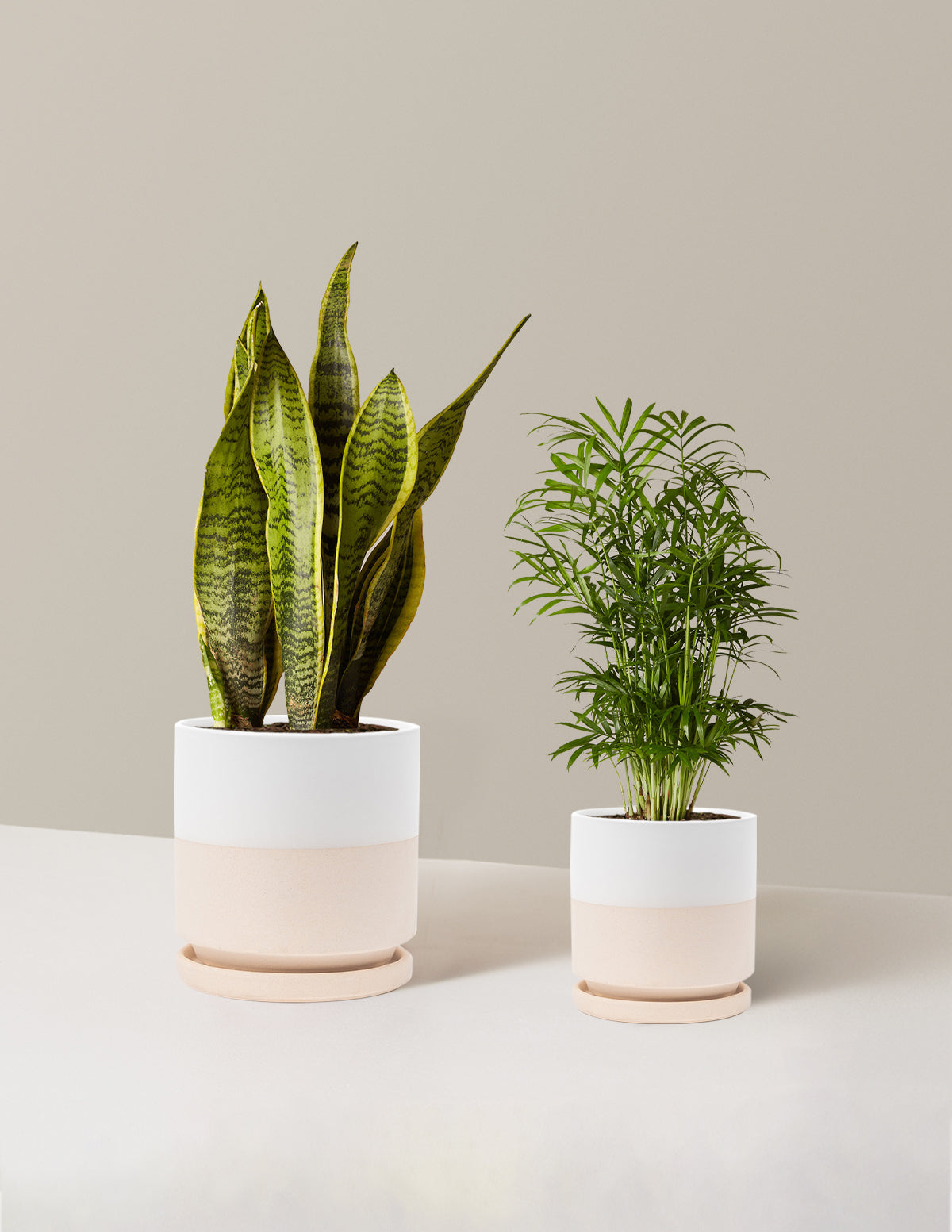  Hardy Houseplants Duo