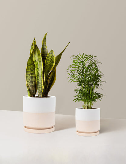  Hardy Houseplants Duo