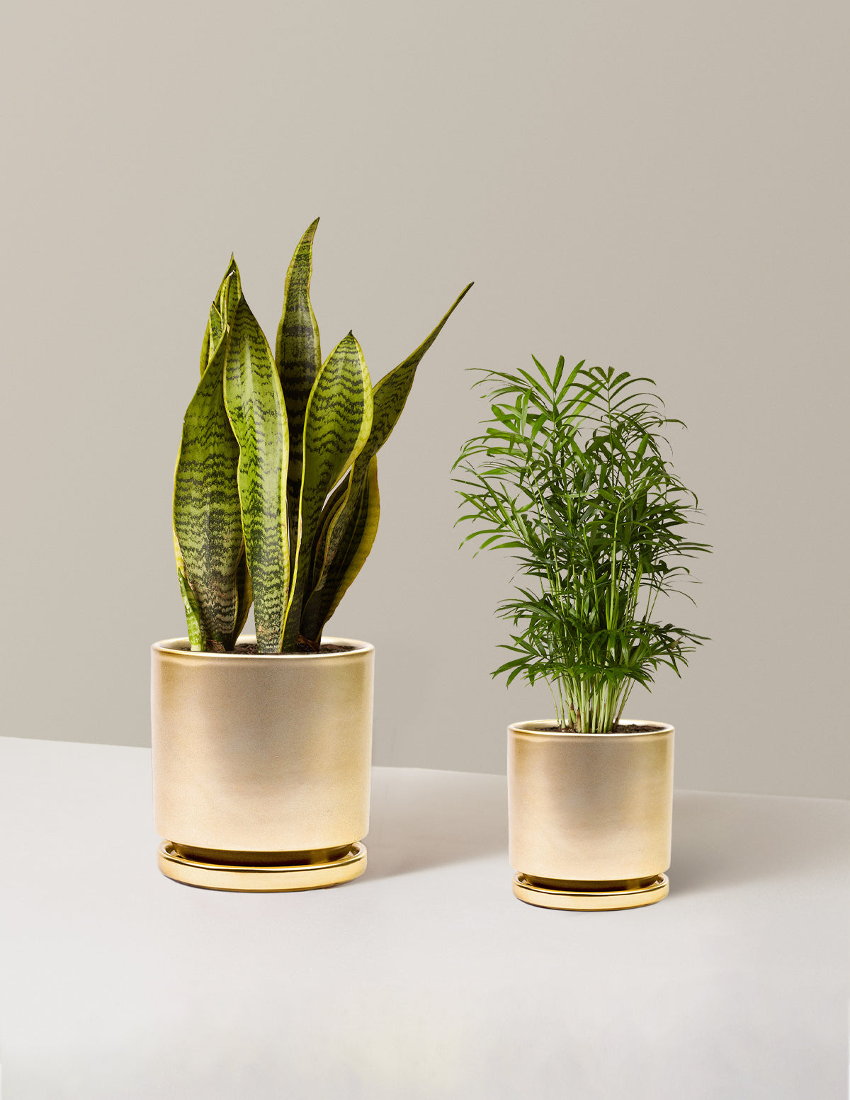  Hardy Houseplants Duo