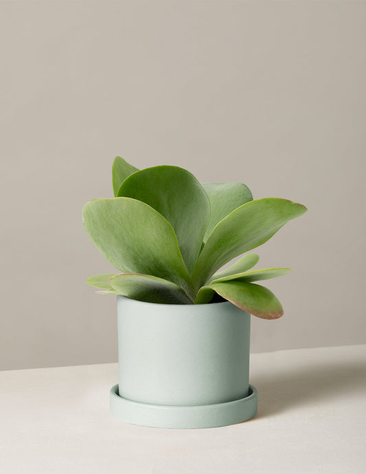  Kalanchoe Flapjack