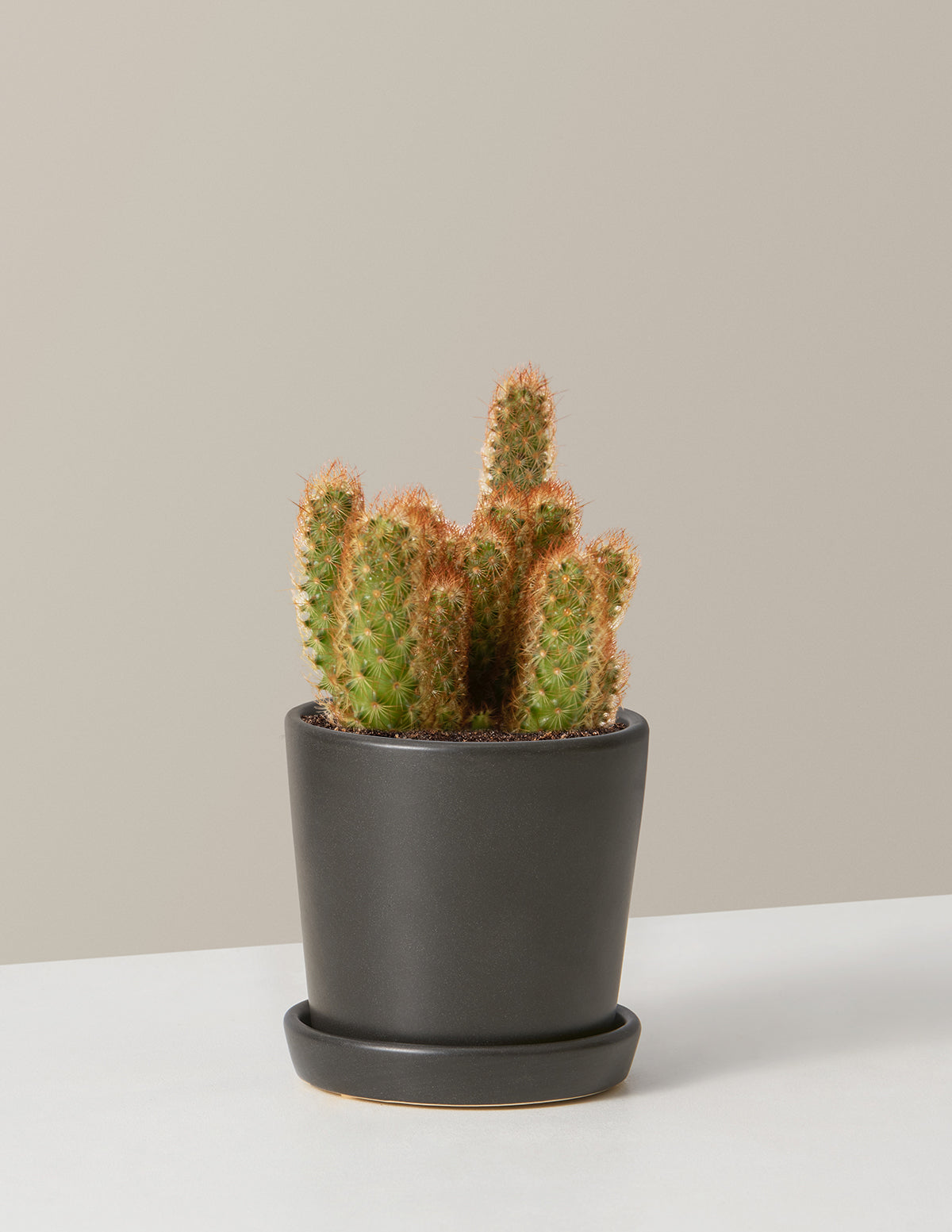  Ladyfinger Cactus