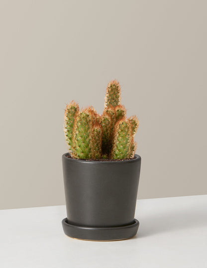  Ladyfinger Cactus