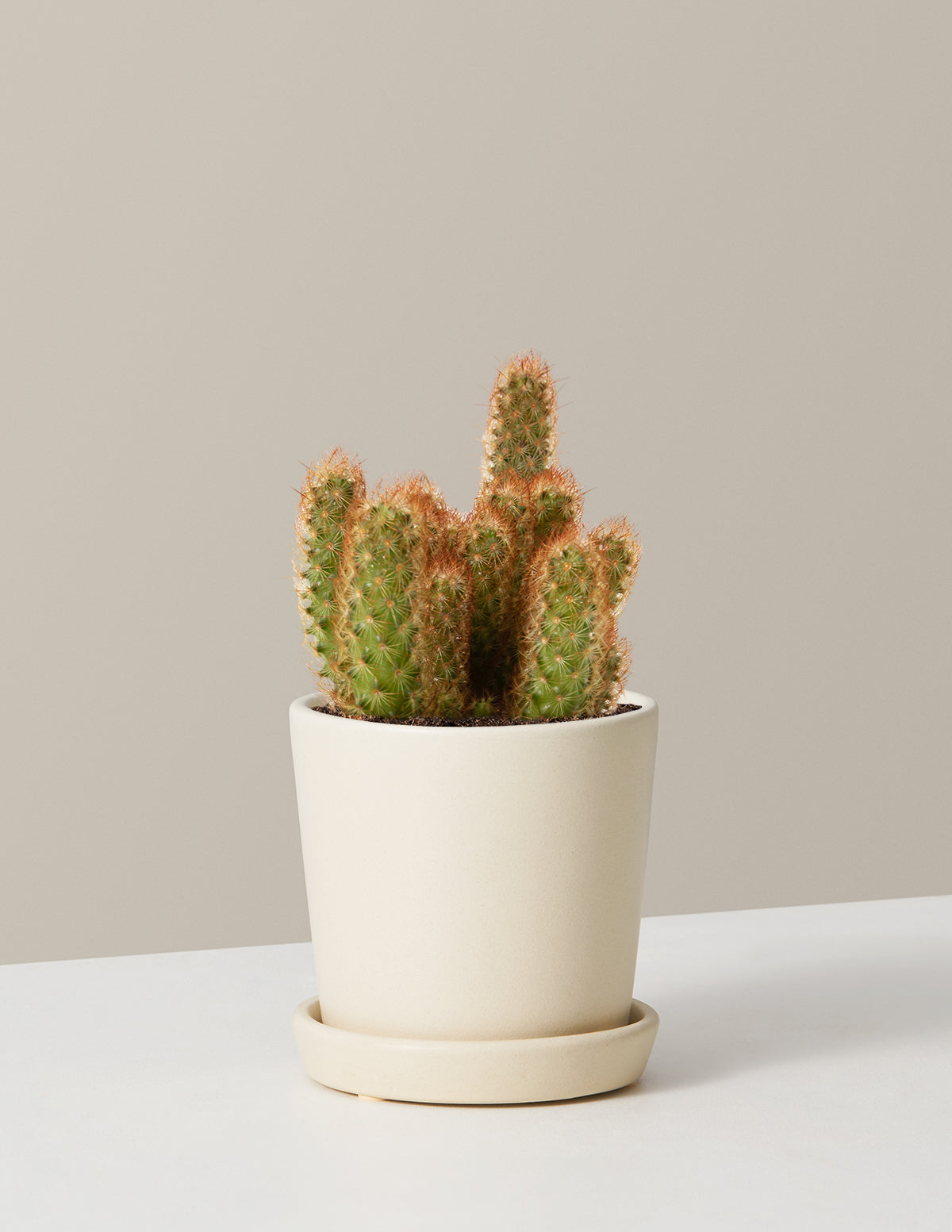  Ladyfinger Cactus