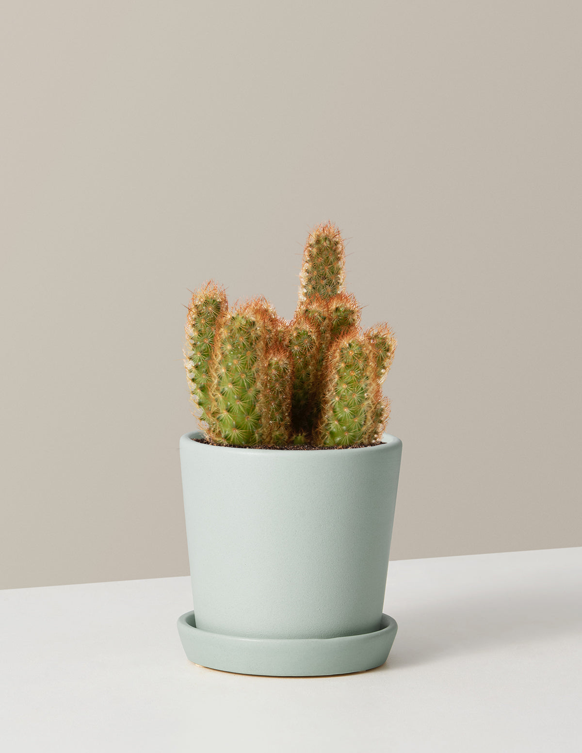  Ladyfinger Cactus