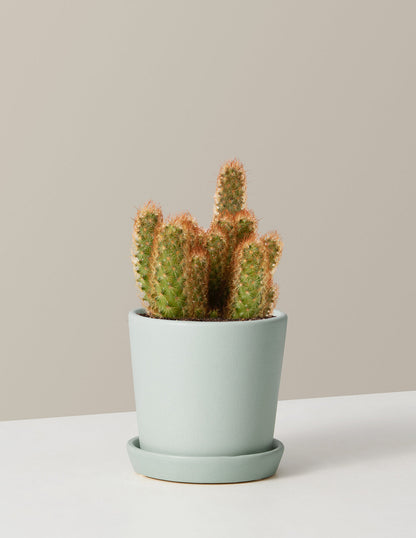  Ladyfinger Cactus