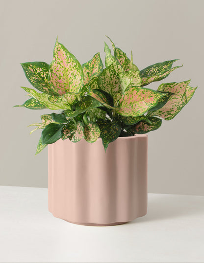 Large Aglaonema Lucky Red