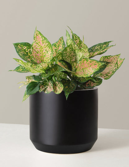  Large Aglaonema Lucky Red