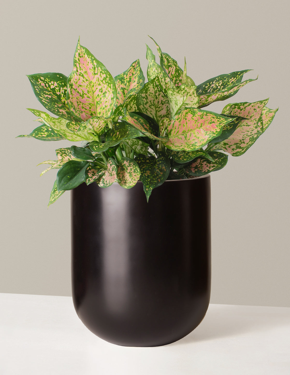  Large Aglaonema Lucky Red