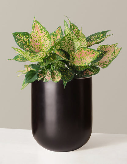  Large Aglaonema Lucky Red