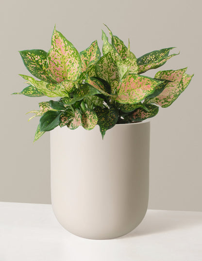  Large Aglaonema Lucky Red