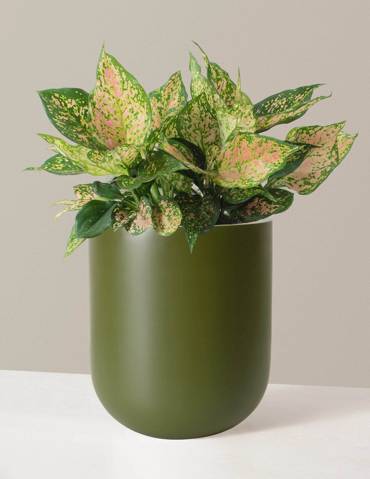  Large Aglaonema Lucky Red