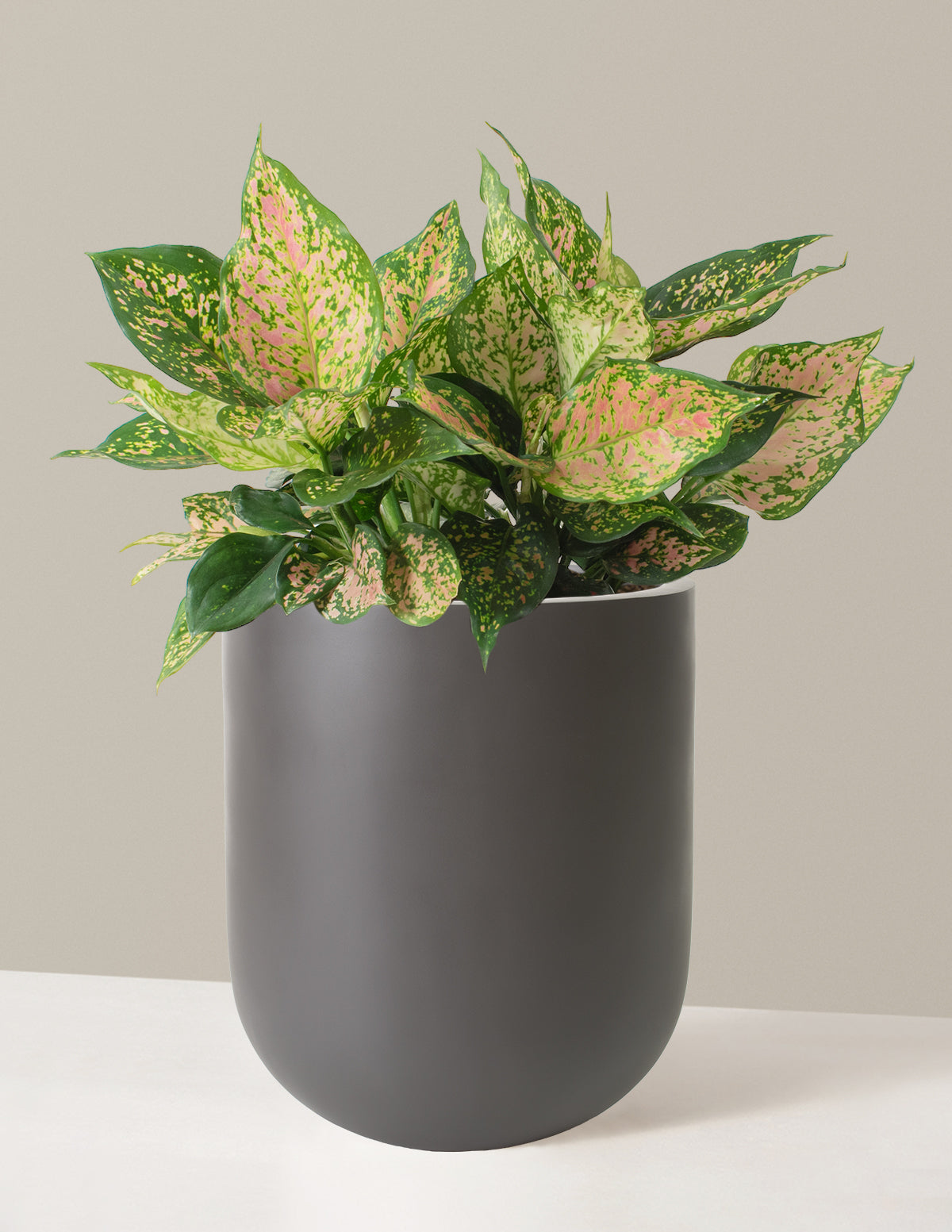  Large Aglaonema Lucky Red