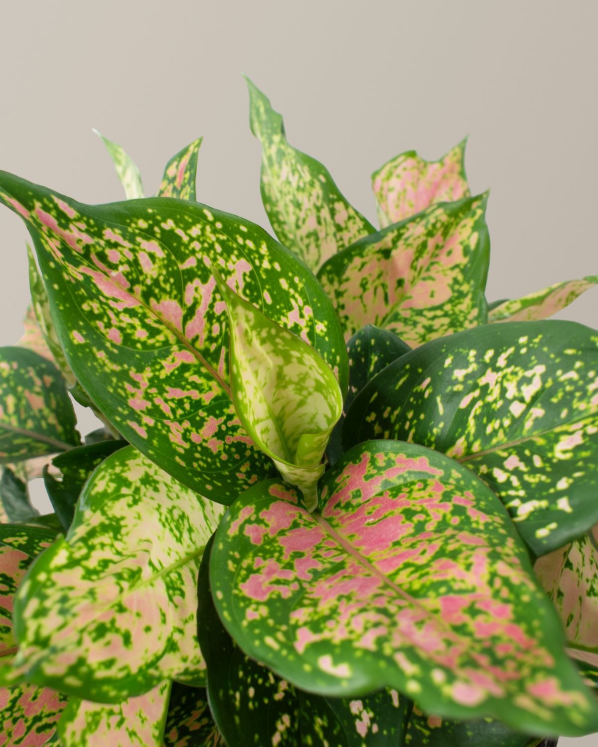  Large Aglaonema Lucky Red