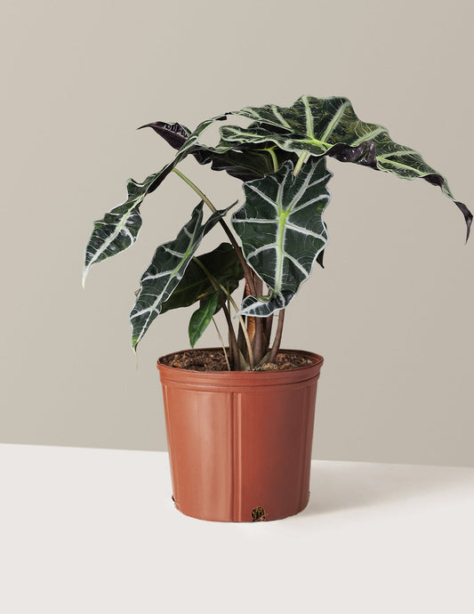  Alocasia Amazonica