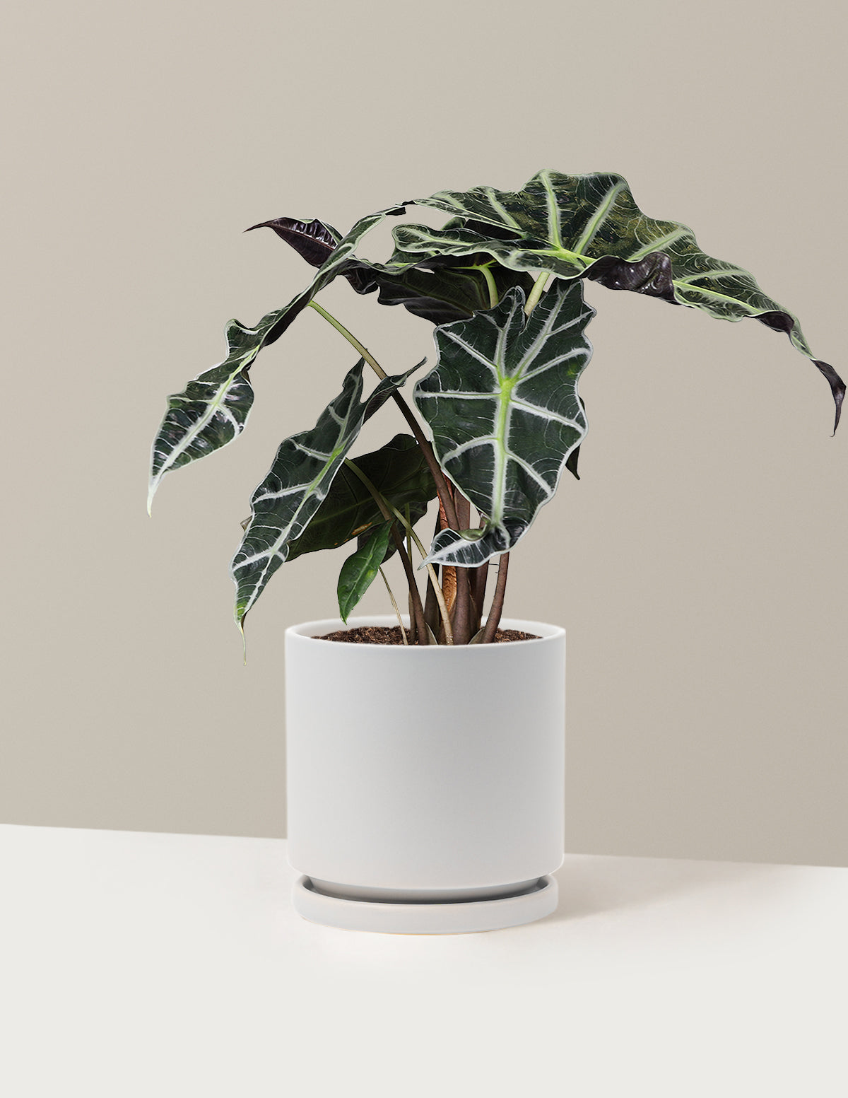  Alocasia Amazonica