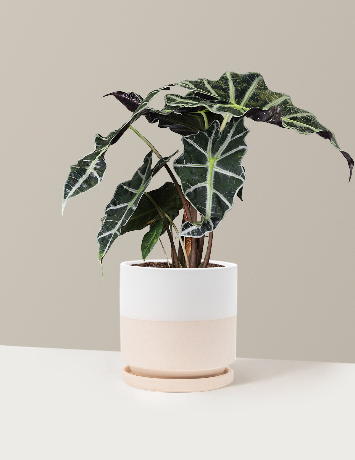  Alocasia Amazonica
