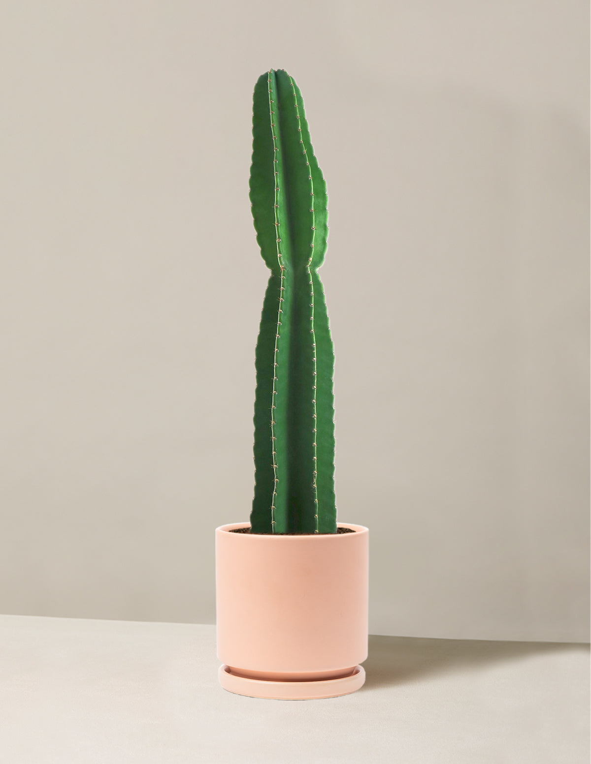  Large Peruvian Apple Cactus