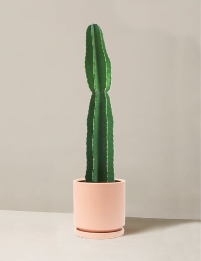  Large Peruvian Apple Cactus