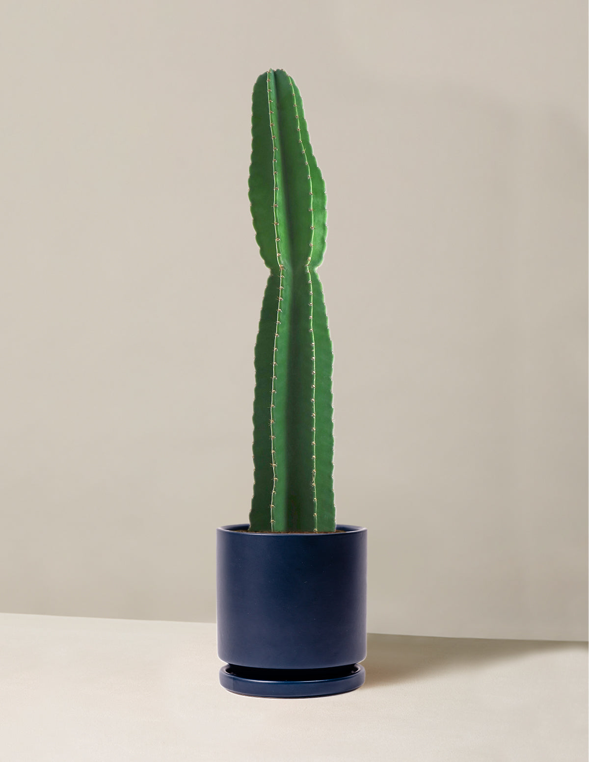  Large Peruvian Apple Cactus