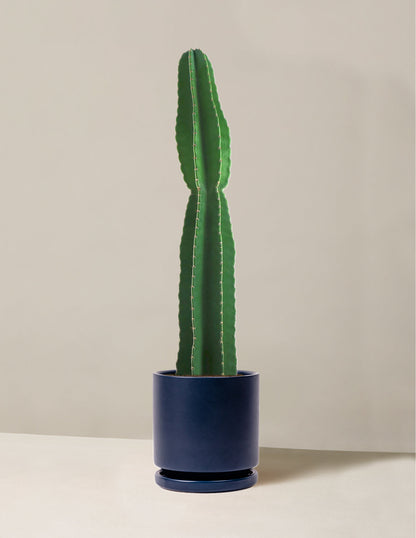  Large Peruvian Apple Cactus